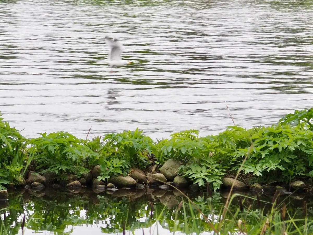 Odysseas Elytis: Ο χρόνος είναι γλήγορος ϊσκιος&nbsp;πουλιών