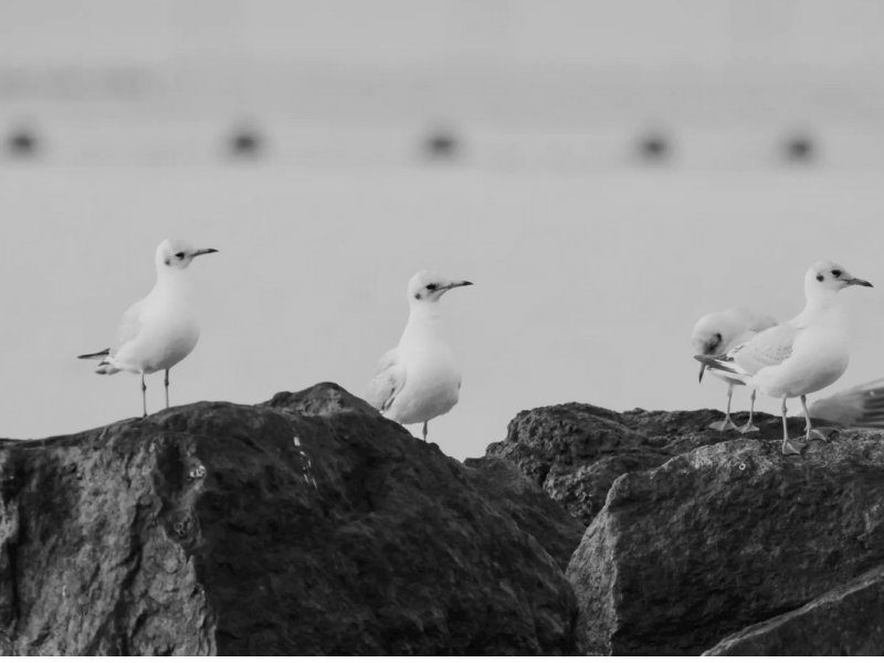 Danke! – Eine&nbsp;Buchempfehlung