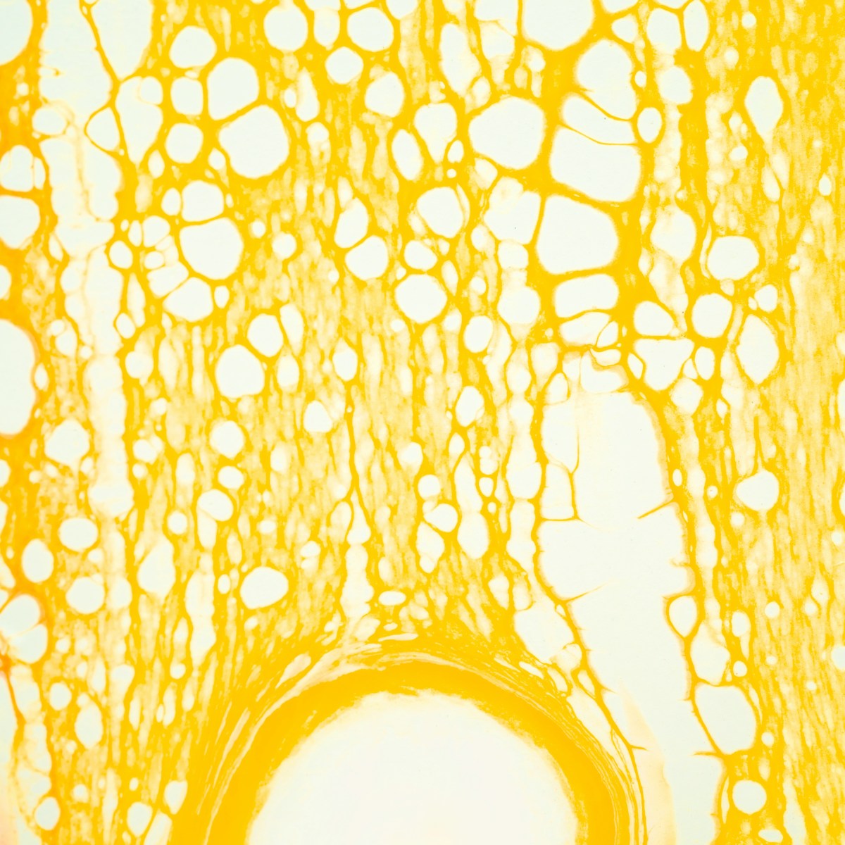 Friedrich Nietzsche: Der&nbsp;Genesende