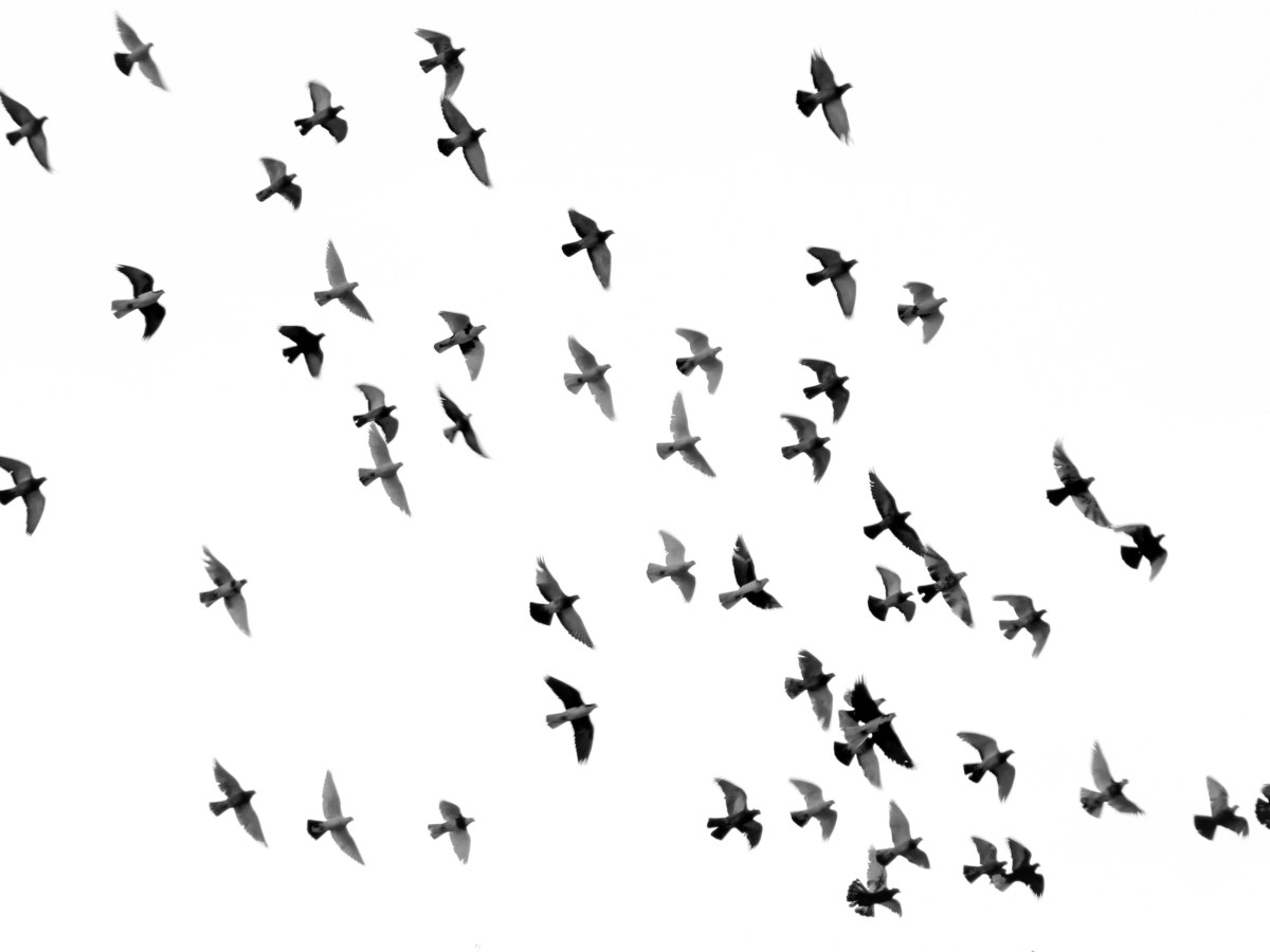 Jürgen Völkert-Marten: Vogelflug